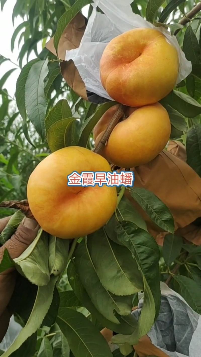 【新品推荐】果树研究所金霞早油蟠金霞油蟠金霞晚油蟠