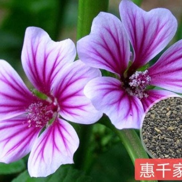锦葵种子四季阳台庭院盆栽园林花卉种子可提供发票