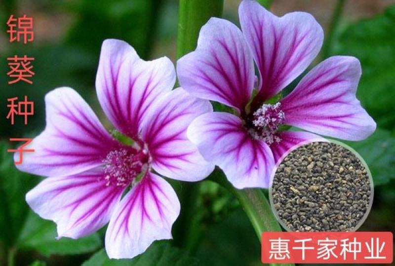锦葵种子四季阳台庭院盆栽园林花卉种子可提供发票