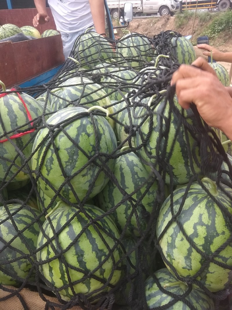 麒麟西瓜大量供应速来抢购质量杠杠的