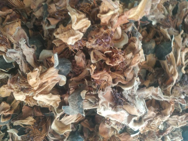 木棉花～新货量大优惠质量好价格便宜欢迎采购