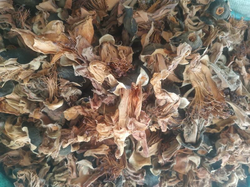 木棉花～新货量大优惠质量好价格便宜欢迎采购