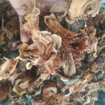 木棉花～新货量大优惠质量好价格便宜欢迎采购