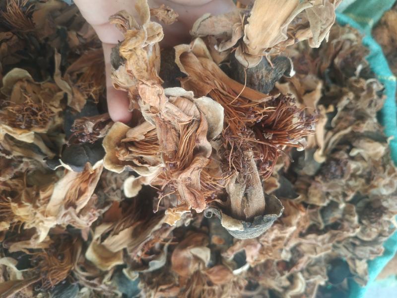木棉花～新货量大优惠质量好价格便宜欢迎采购