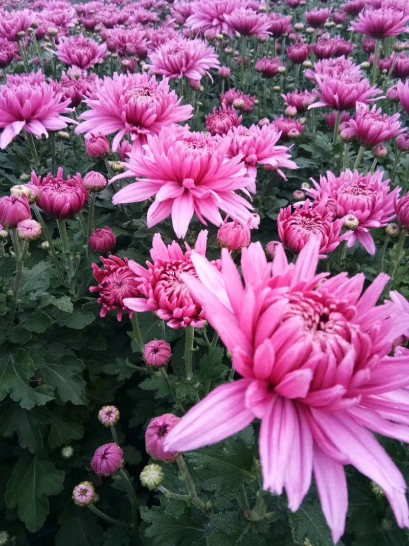 菊花盆栽品种大花批发价基地直销包对版包成活品种留言备注