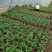 菊花盆栽品种大花批发价基地直销包对版包成活品种留言备注