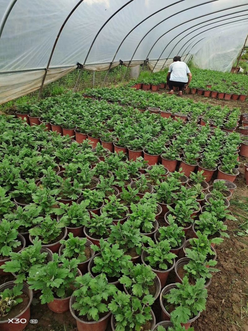菊花盆栽品种大花批发价基地直销包对版包成活品种留言备注
