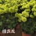菊花盆栽品种大花批发价基地直销包对版包成活品种留言备注