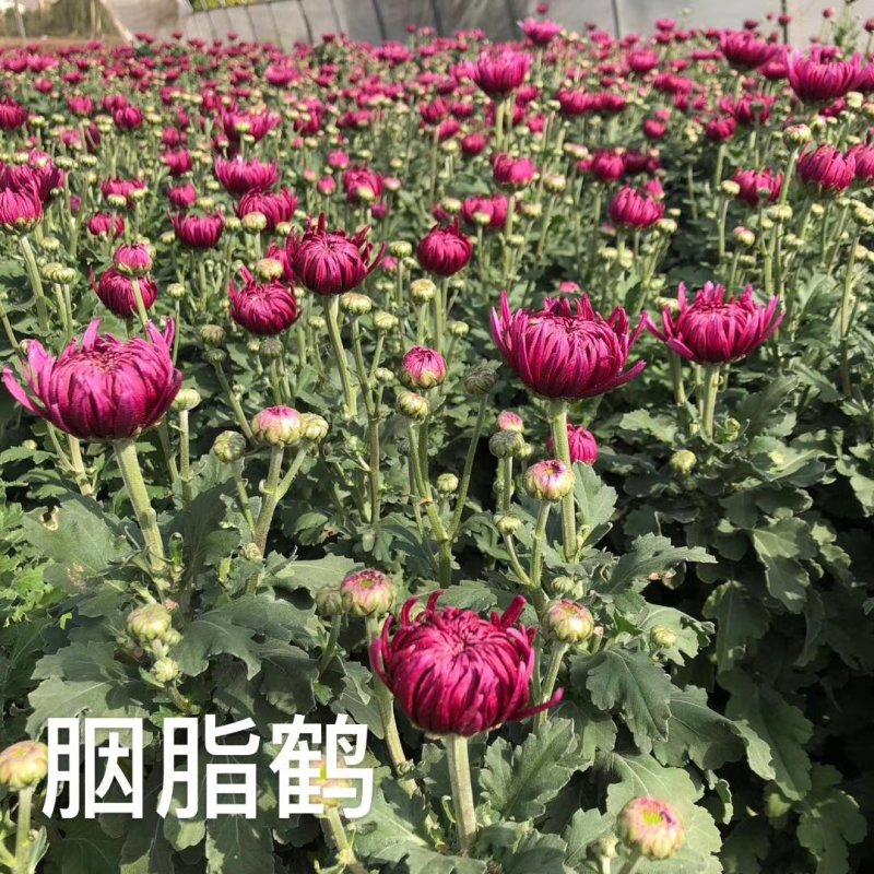 菊花盆栽品种大花批发价基地直销包对版包成活品种留言备注