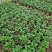 菊花盆栽品种大花批发价基地直销包对版包成活品种留言备注