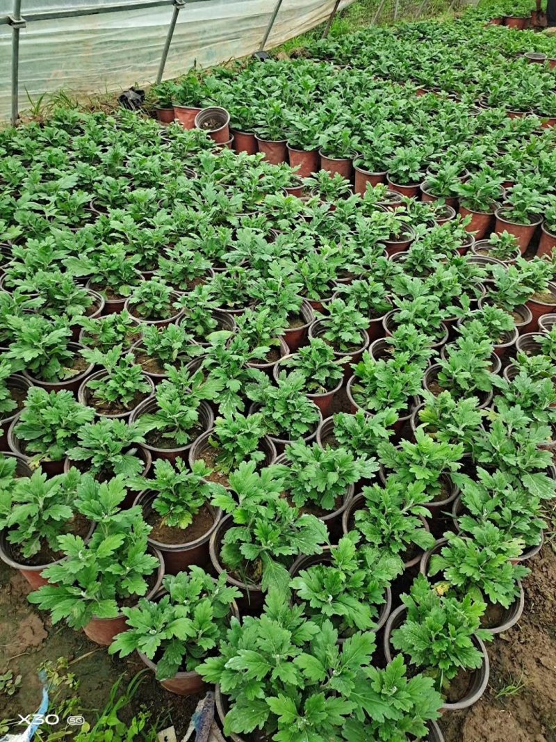 菊花盆栽品种大花批发价基地直销包对版包成活品种留言备注