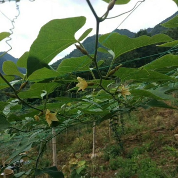 罗汉果