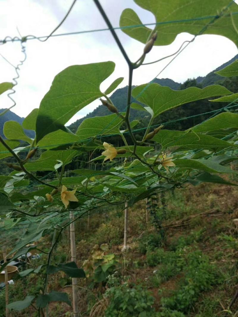 罗汉果