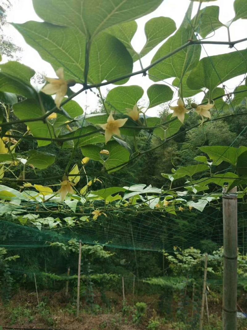 罗汉果