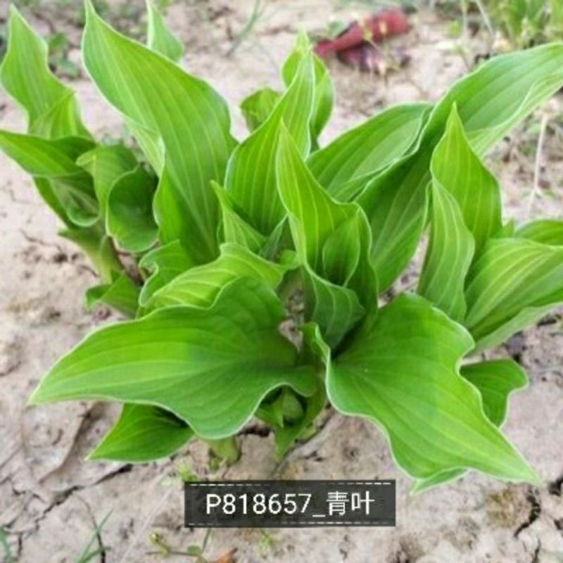 玉簪花苗种根盆栽玉簪苗青玉簪花玉簪当年开花