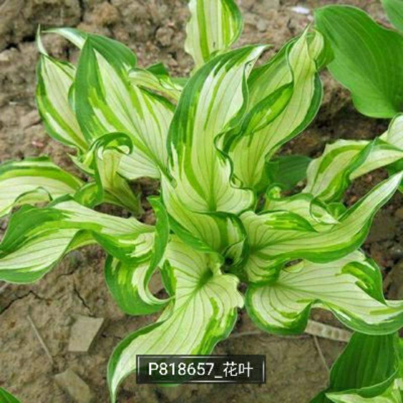 玉簪花苗种根盆栽玉簪苗青玉簪花玉簪当年开花