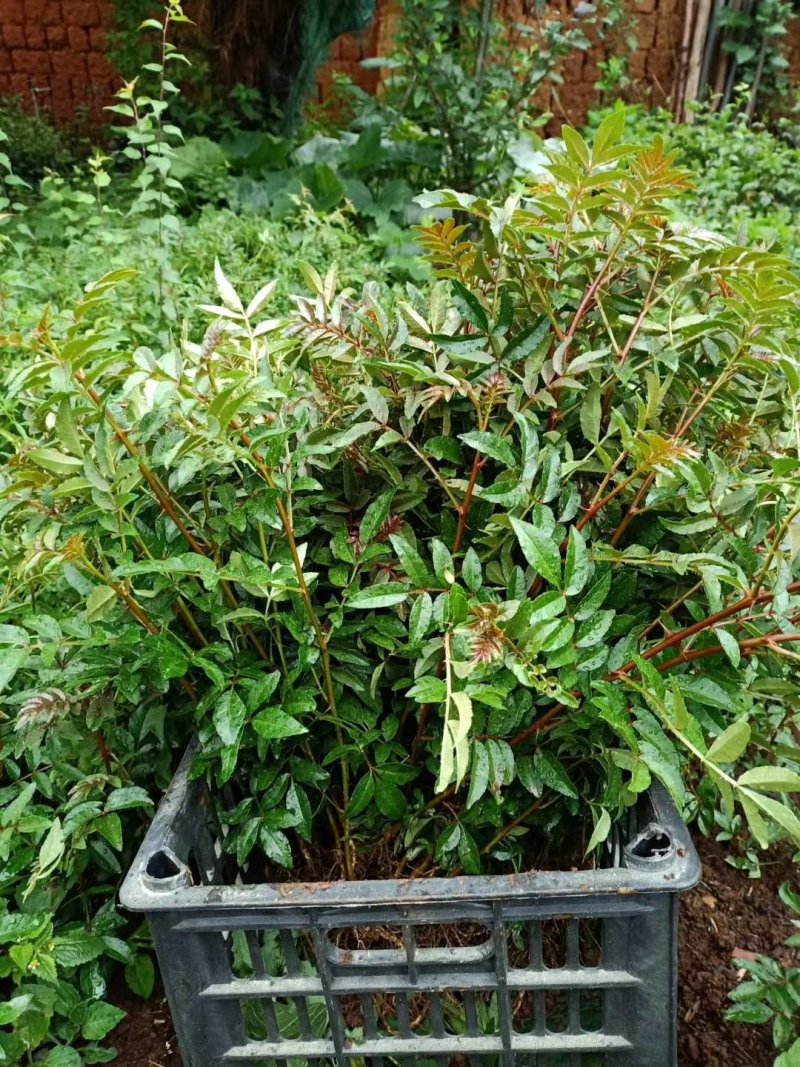 花椒苗，一年苗，大红袍，需要的老板联系我
