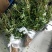 花椒苗，一年苗，大红袍，需要的老板联系我