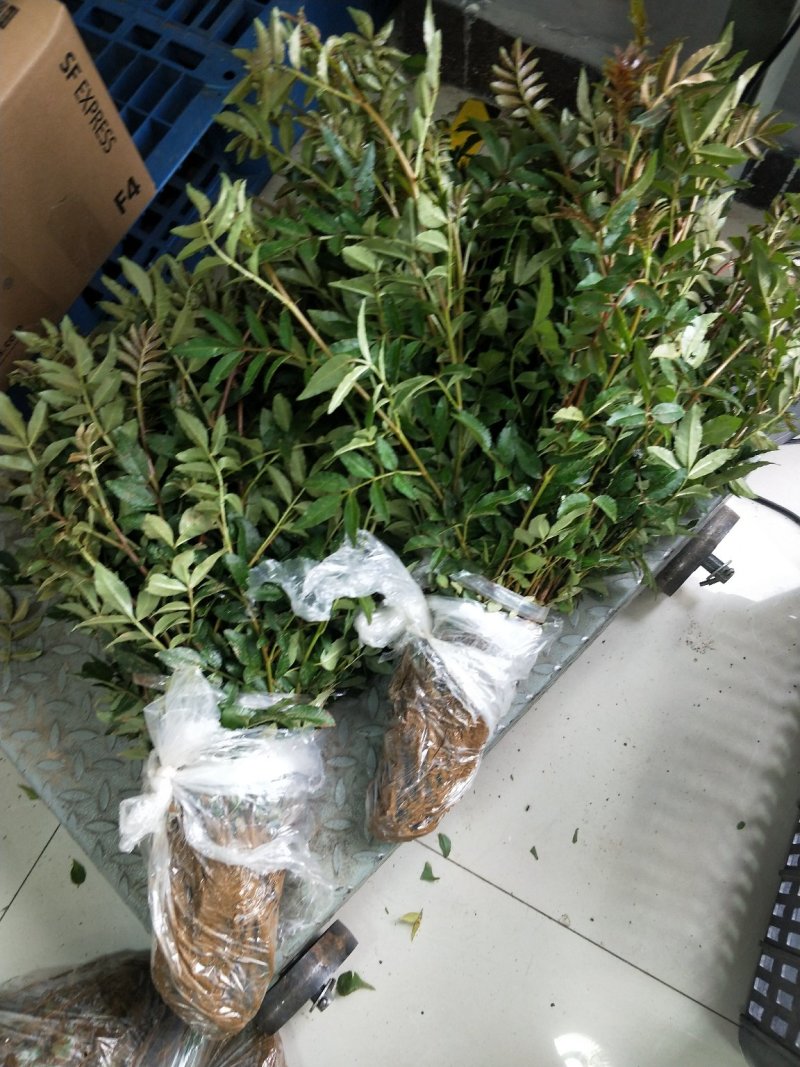 花椒苗，一年苗，大红袍，需要的老板联系我