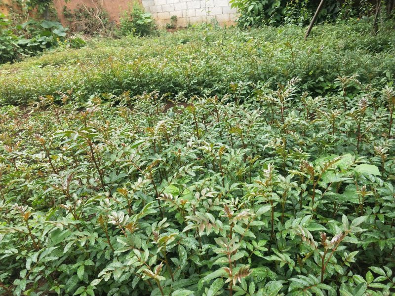 花椒苗，一年苗，大红袍，需要的老板联系我