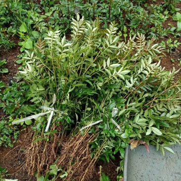 花椒苗，一年苗，大红袍，需要的老板联系我