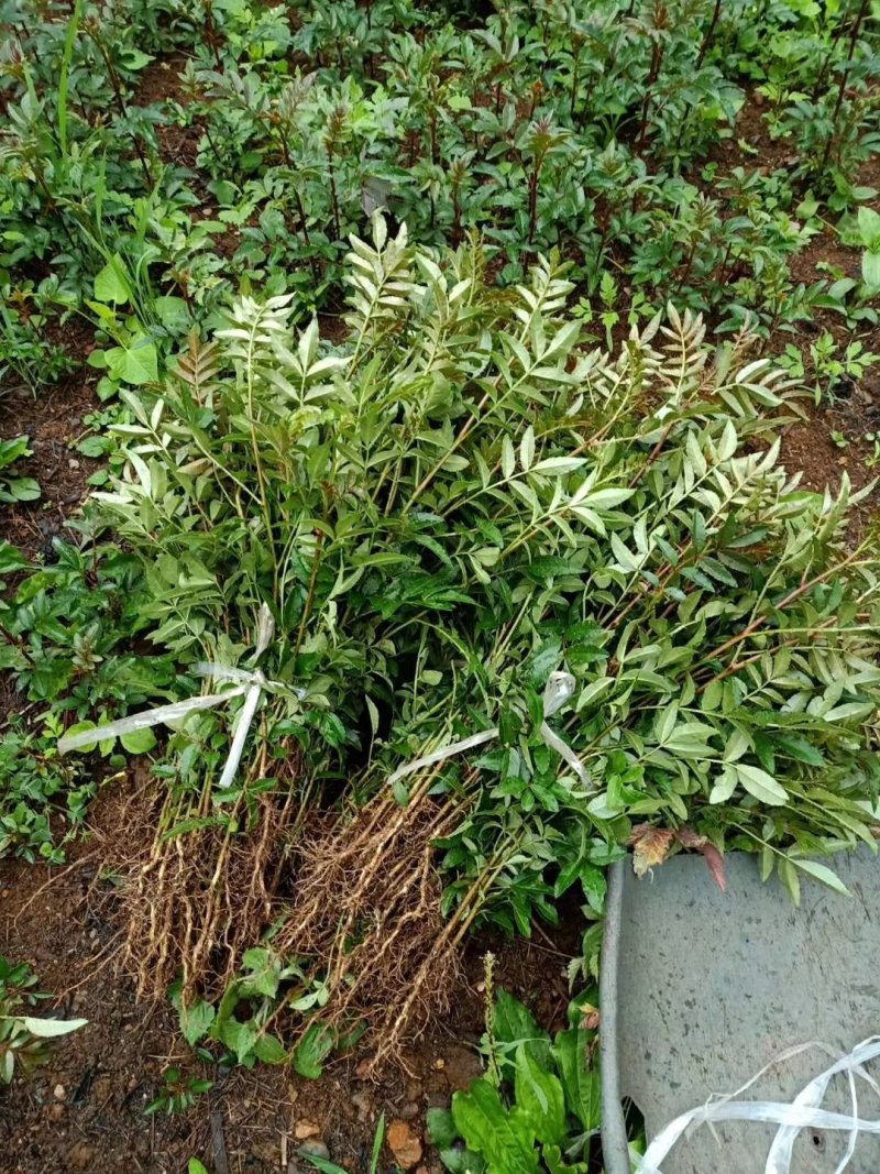 花椒苗，一年苗，大红袍，需要的老板联系我