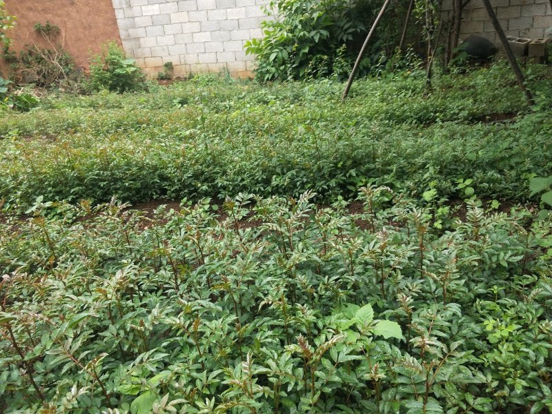 花椒苗，一年苗，大红袍，需要的老板联系我