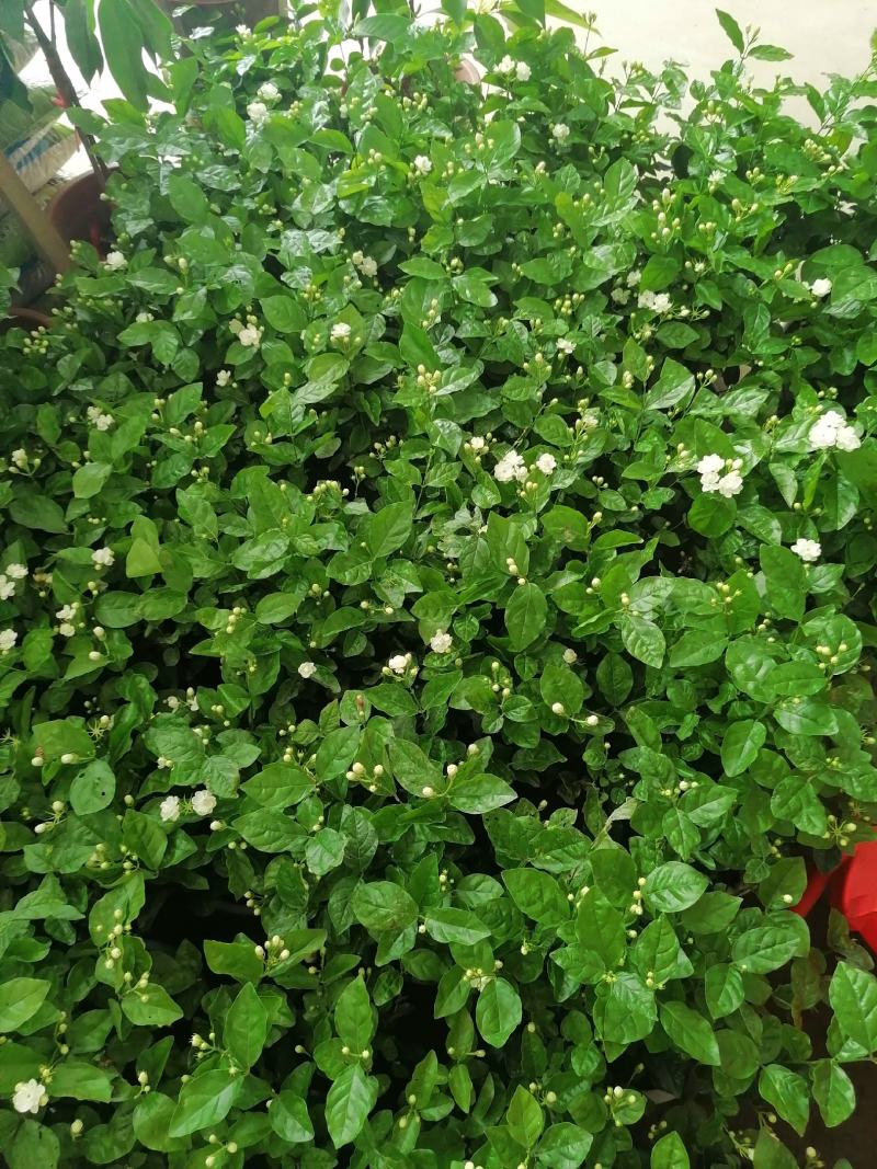 3千起批茉莉花地笼基地直销量少不发勿扰