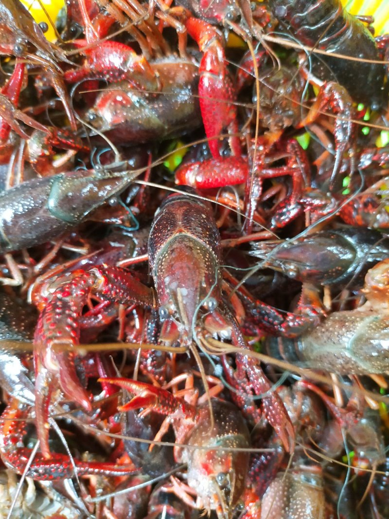 淡水小龙虾，规格齐全，诚信经营，保质保量