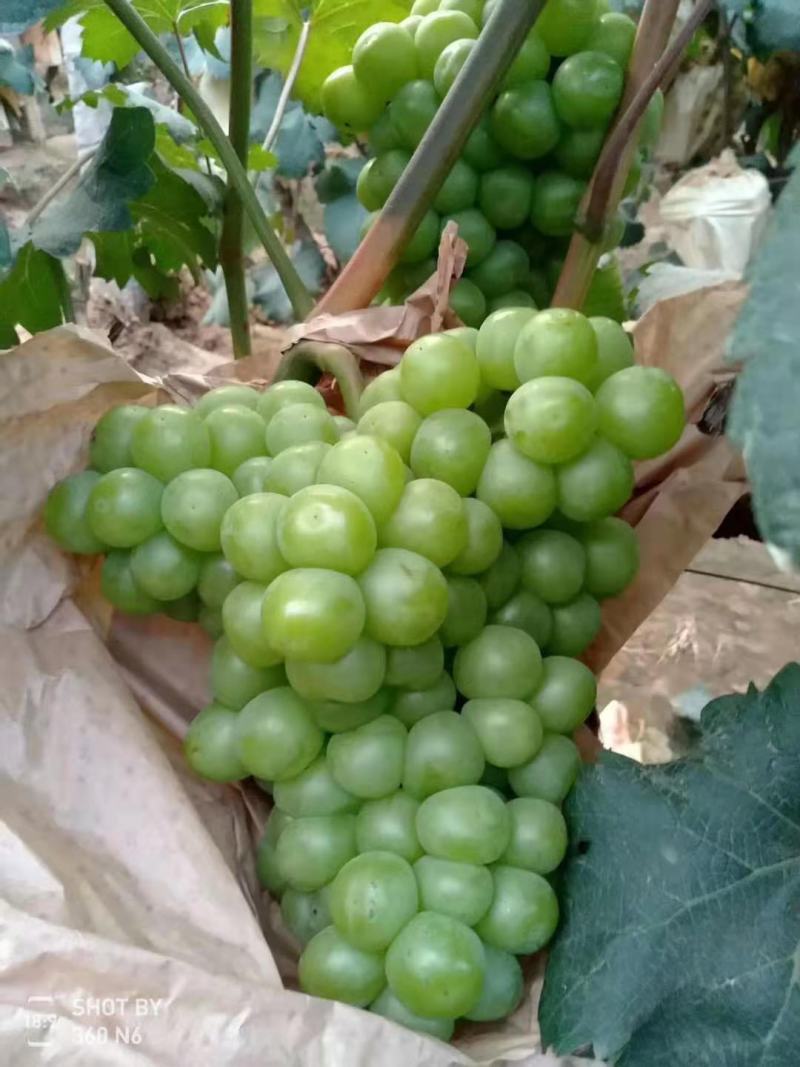 青提无核，8611.罐头专用葡萄，量大优惠欢迎来电咨询