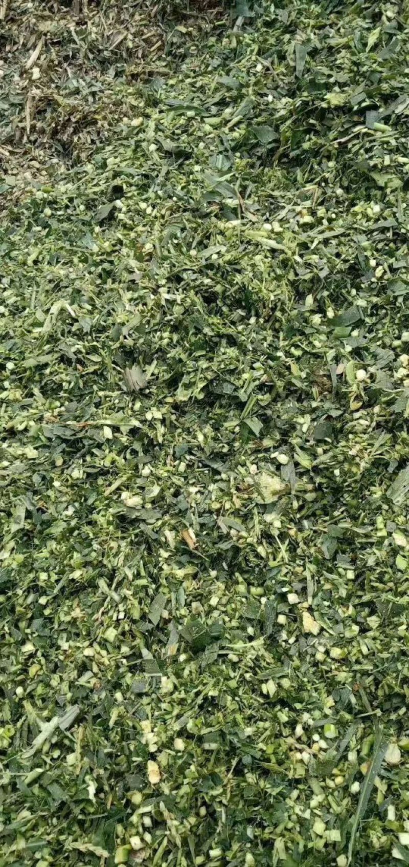 【优质货源】甜玉米秸秆青储饲料大量出售，厂家直供，货源足