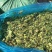 【优质货源】甜玉米秸秆青储饲料大量出售，厂家直供，货源足