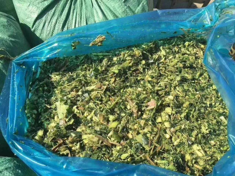 【优质货源】甜玉米秸秆青储饲料大量出售，厂家直供，货源足