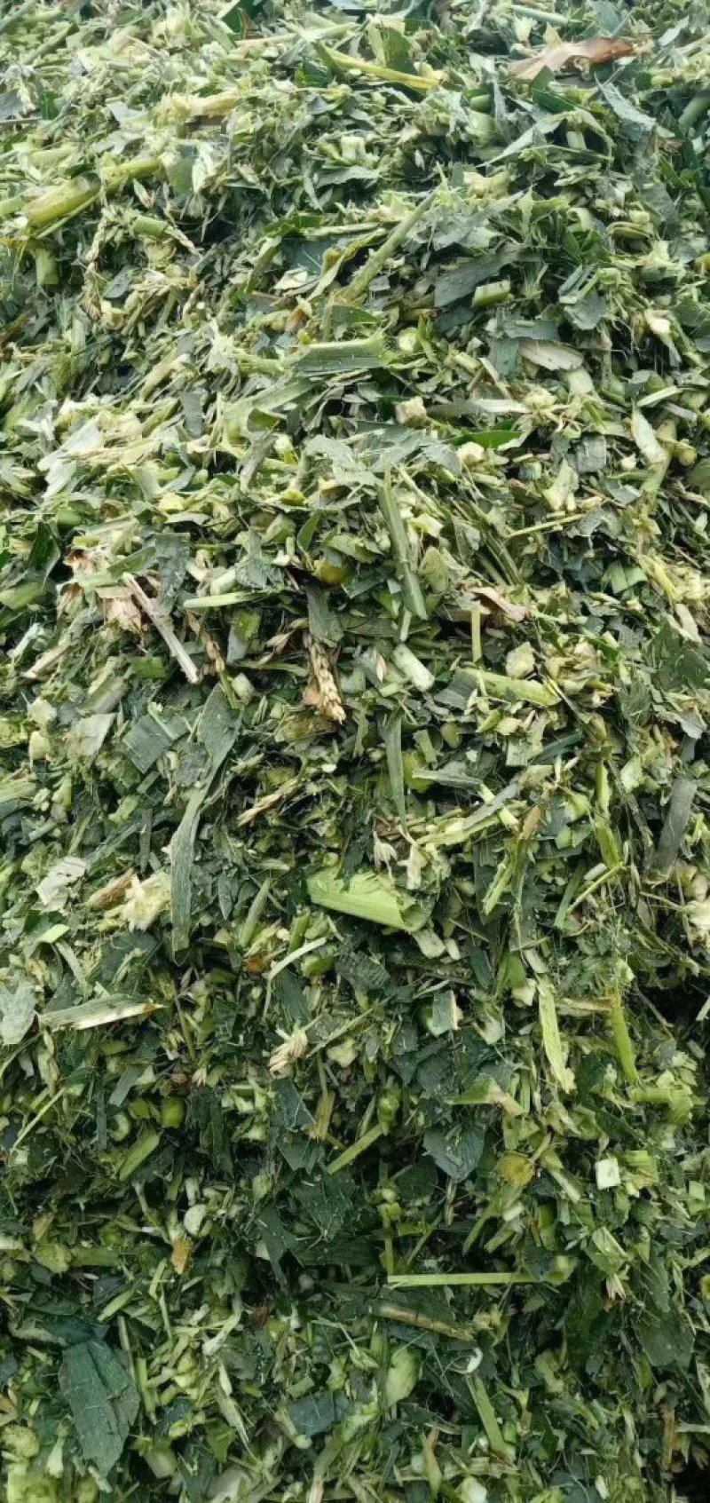 【优质货源】甜玉米秸秆青储饲料大量出售，厂家直供，货源足