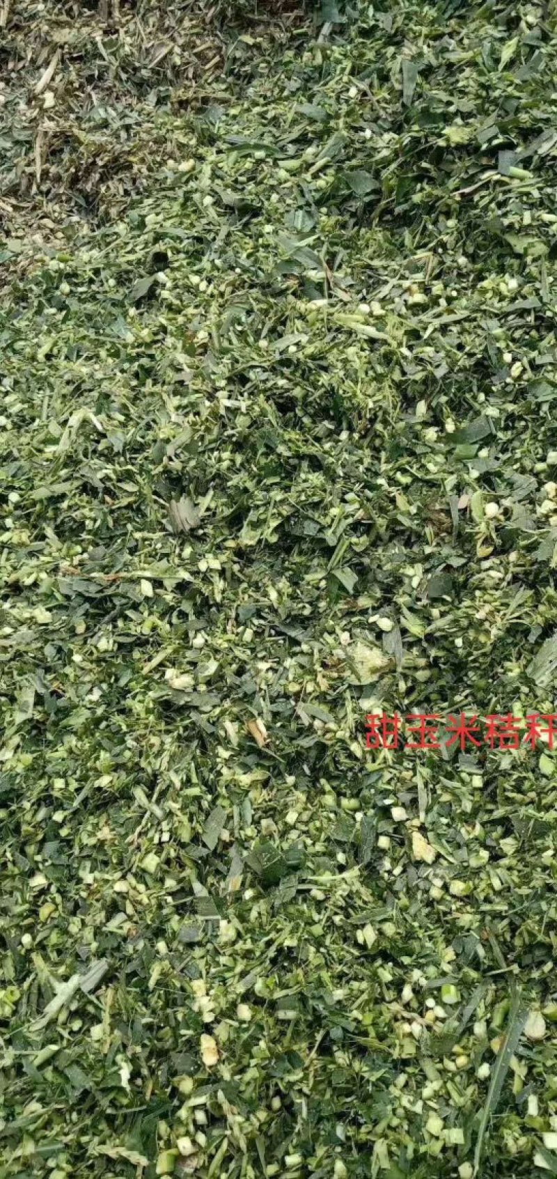 【优质货源】甜玉米秸秆青储饲料大量出售，厂家直供，货源足