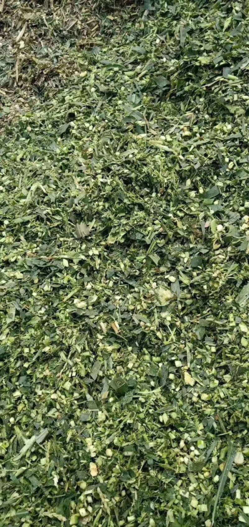 【优质货源】甜玉米秸秆青储饲料大量出售，厂家直供，货源足