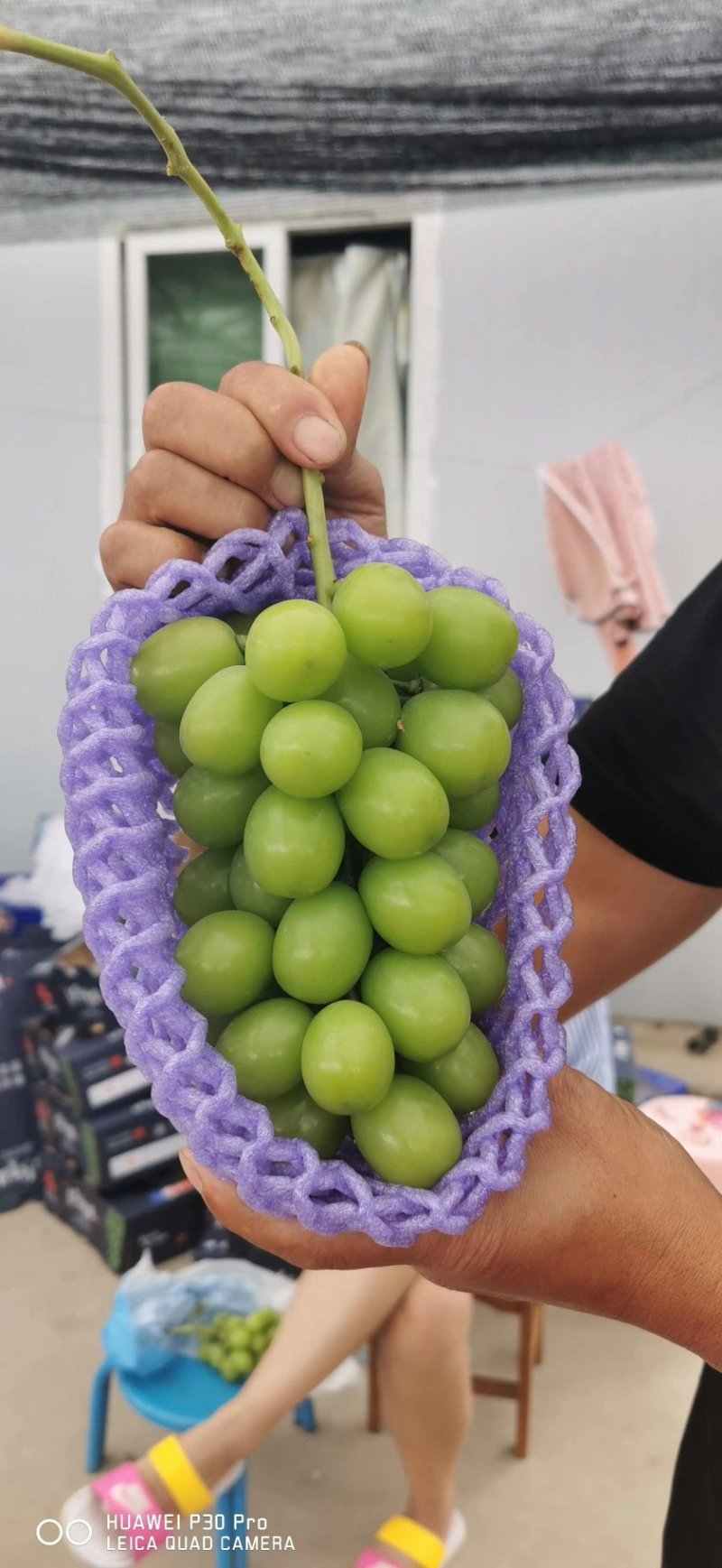优质阳光玫瑰葡萄，香甜可口