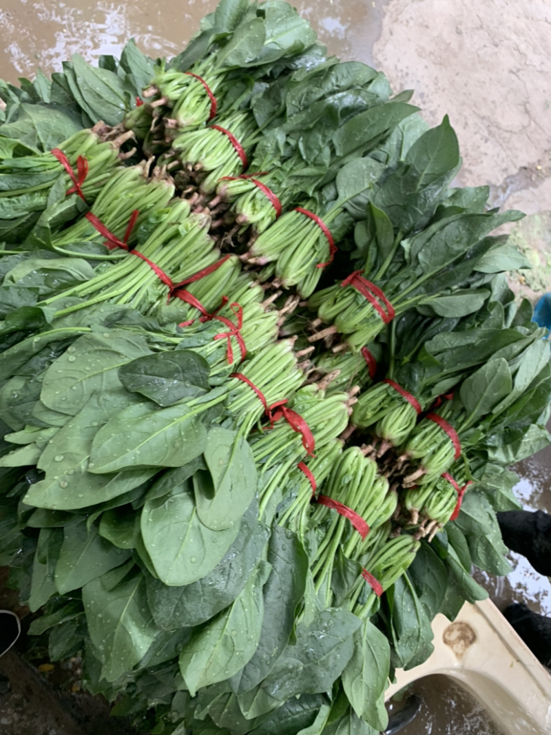 精品厚叶菠菜20—25公分，大量上市