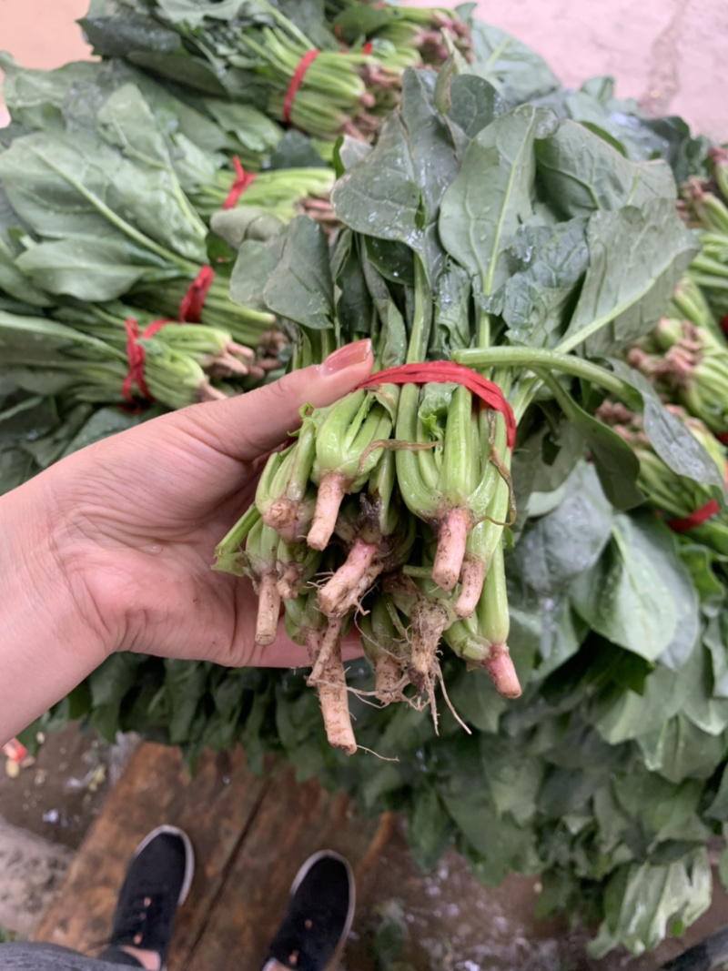 精品厚叶菠菜20—25公分，大量上市