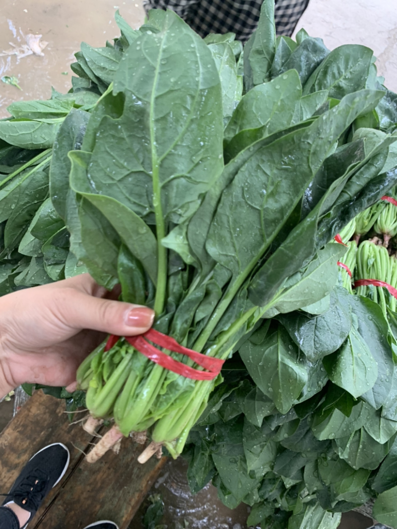 精品厚叶菠菜20—25公分，大量上市