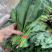 精品厚叶菠菜20—25公分，大量上市