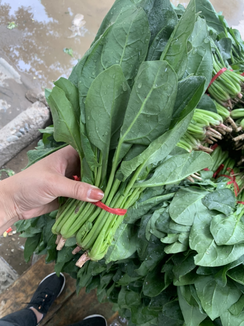 精品厚叶菠菜20—25公分，大量上市