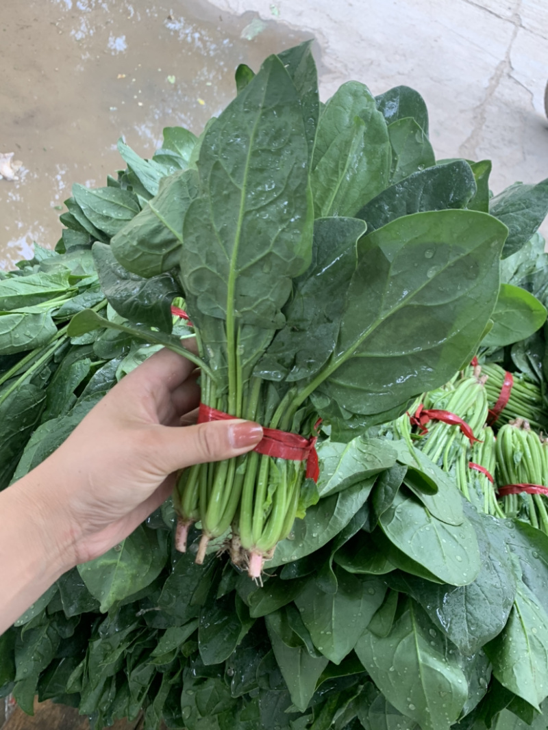 精品厚叶菠菜20—25公分，大量上市