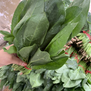 精品厚叶菠菜20—25公分，大量上市