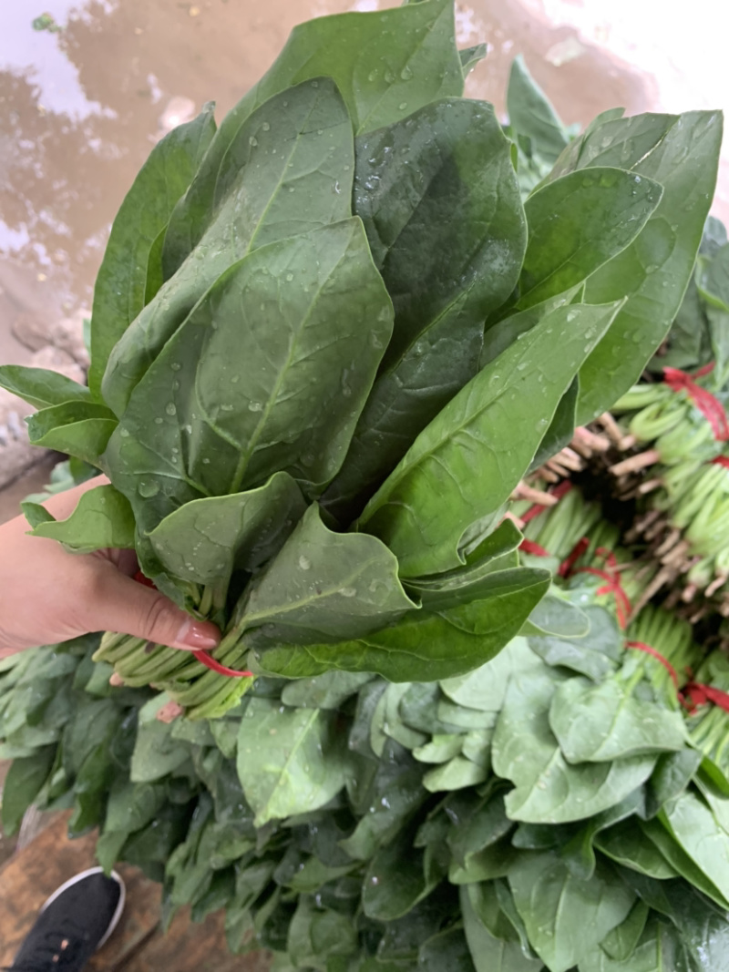 精品厚叶菠菜20—25公分，大量上市