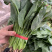 精品厚叶菠菜20—25公分，大量上市