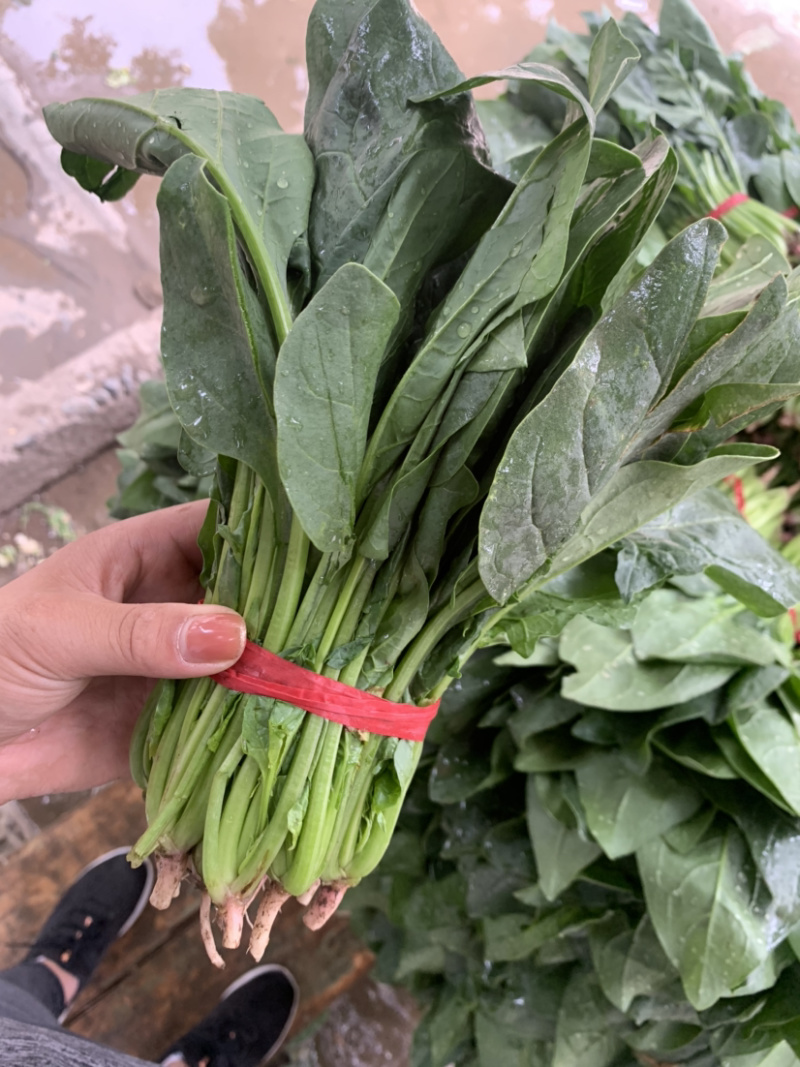 精品厚叶菠菜20—25公分，大量上市