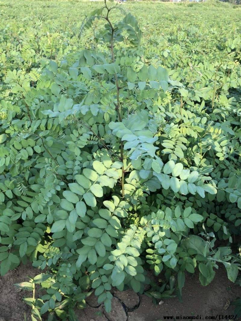 刺槐苗价格，刺槐苗批发，刺槐苗基地，刺槐树苗