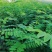 刺槐苗价格，刺槐苗批发，刺槐苗基地，刺槐树苗