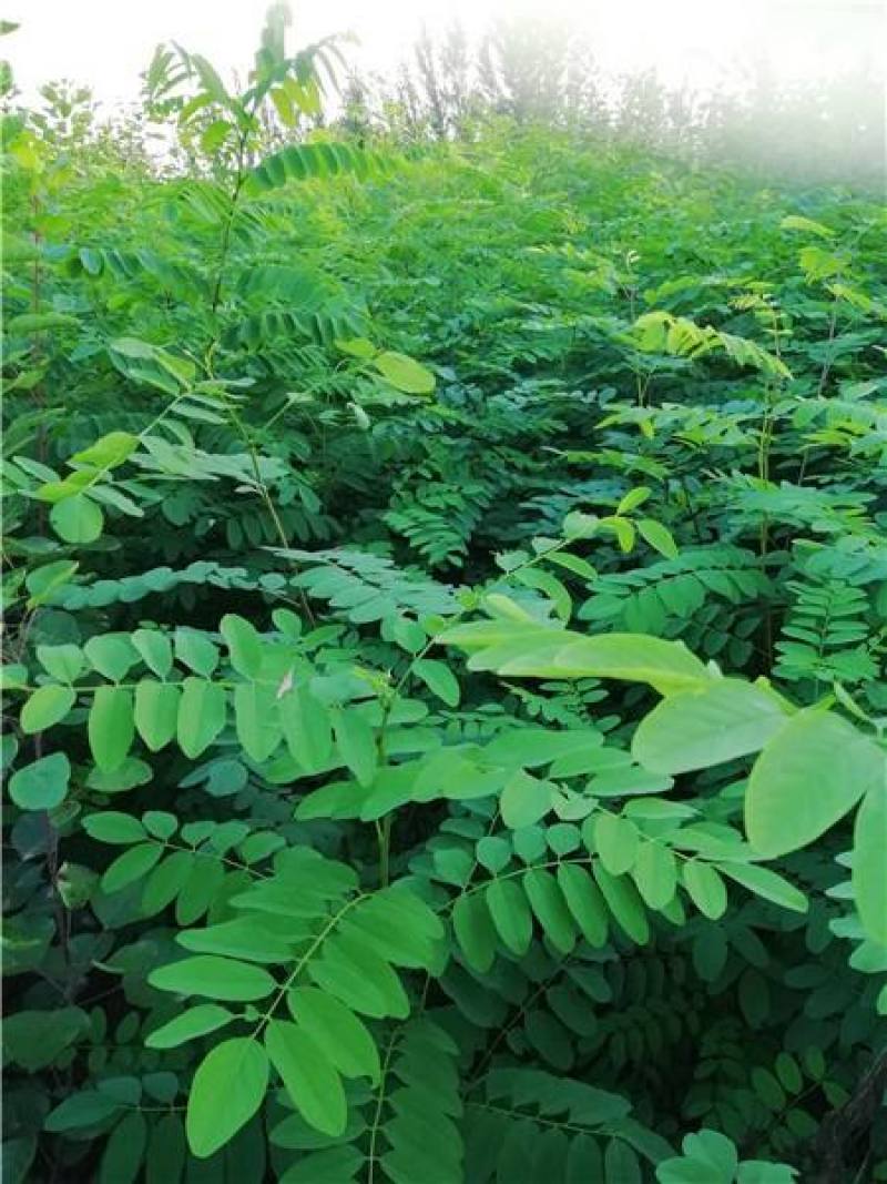 刺槐苗价格，刺槐苗批发，刺槐苗基地，刺槐树苗